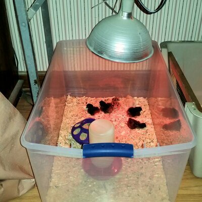 Recent house fires were started from the use of a heat lamp that may have been inadequately attached near plastic totes to keep baby chicks warm.
